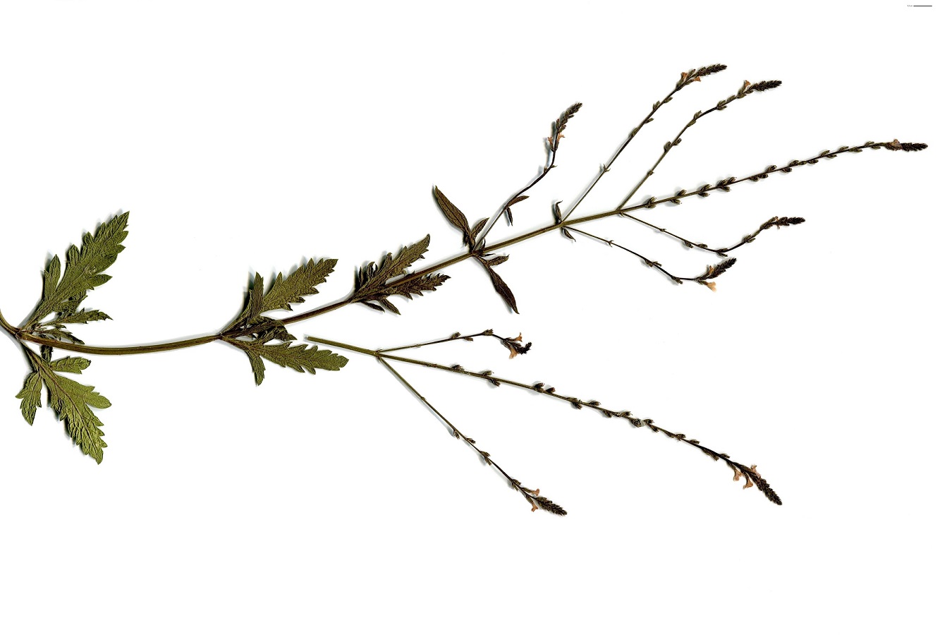Verbena officinalis (Verbenaceae)